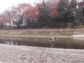 SINGLE SPEY CAST