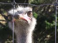 Ostriches Part 1