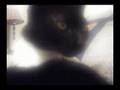 videos de Jack The Kitty Wizard: THE MUSICAL 2 of ??
