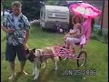 Lodale Kennels: Dog Carting