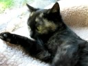 Jordan purring while being petted