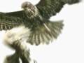Bird strike - do a barrel roll!