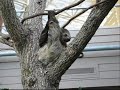 Cincinnati Zoo