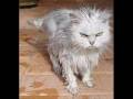 cats vrs dogs