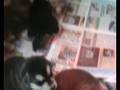 Alaskan malatue puppies