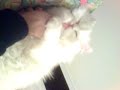 Persian Snowie Persian Snowie