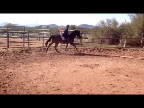 how to collect at the canter