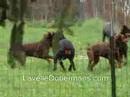 Aiden Meets the Big Dobermans