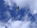 Ornithopter mechanical flying bird from www.intellikid.com