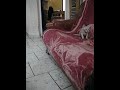 Le Sphynx un chat/chien ?