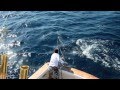 Accurate Boys Fish for Black Marlin