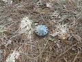 paintball mine