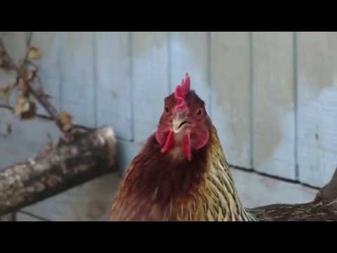 Tyrannosaurus Pex