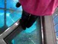 Exploring the Kuroshio sea tour, Okinawa Churaumi Aquarium