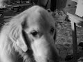 dog slappin\ dog slappin\