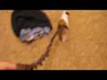 amazing gunea pig