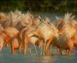 Fauna Silvestre Mexico