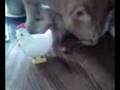 Video from My Phone (0725081750.3g2)
