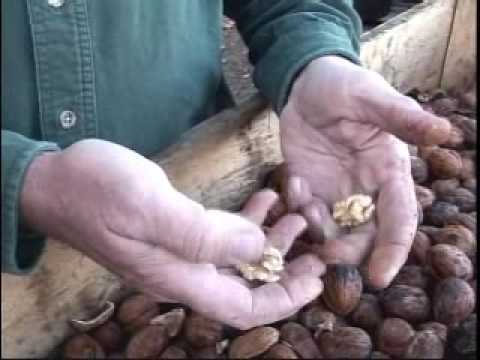 Walnut - Wonder where those delicious walnuts come from and how they get them out of their shell. We went to a harvest to check them out.