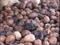 Walnut Harvest