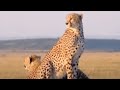 Cheetahs-hunting-BBC