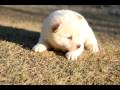 videos de 050 12 7 12 31柴犬(子犬）白雌