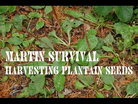 how to harvest fennel seeds uk