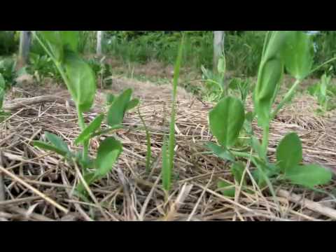 how to control quackgrass in a lawn