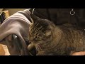 My Cat \"Jella\" Watching \"The two talking cats\"