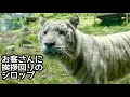 ホワイトタイガー　シロップママ　お客さんに挨拶してまわります【伊豆アニマルキングダム】White tiger Syrup Izu Animal Kingdom