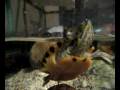 videos de Waterschildpadden race