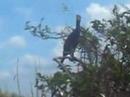 everglades
