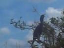 everglades