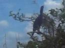 everglades