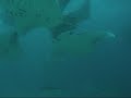 Hanifaru manta rays 2009