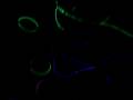 Glow Stick Figures Dance