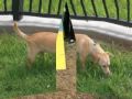 Puppy's day at the Park