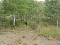 Grizzly Bear in the Tetons 3
