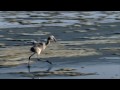 The Crimson Wing - Trailer - free flv video @ vwatch.tv