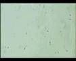 Day 0 (Sperm Prep.,)