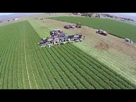 how to harvest celery seeds