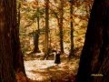 HEMLATA - Megha O re Megha .. Shahrukh Khan .. Zeba Bakhtiar