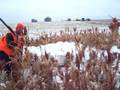 Pheasant Retrieved from Snow