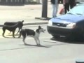 Do NOT Honk at This Dog! View Video