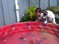 videos de Laughing With Puppy