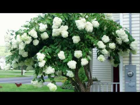 how to care for pg hydrangeas