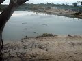 Australian Alligators Australian Alligators