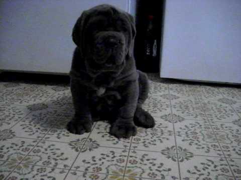 neapolitan mastiff