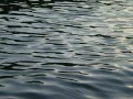 Capture et remise à l'eau d'un gros brochet pêché au leurre souple en float tube.
