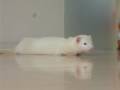 ドアの前で待機中のフェレ